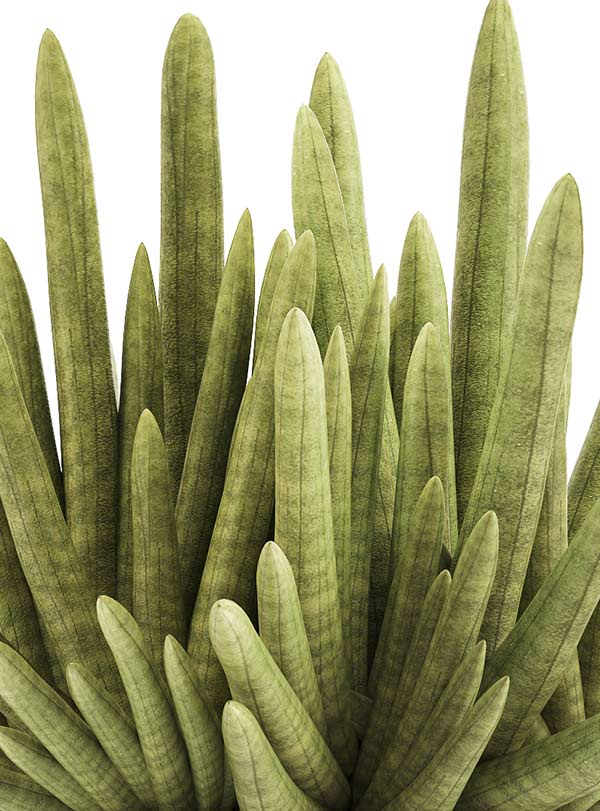 Planta Aloe Vera 3